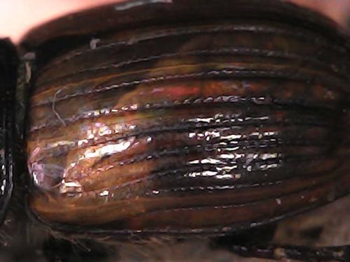 Réf. 325 218 : Aphodius foetidus